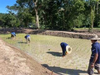 โครงการราชมงคลล้านนา น้อมสืบสานพระราชปณิธาน