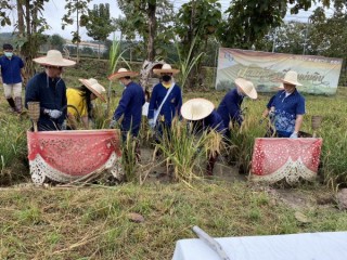 กิจกรรมนาปันสุข เกี่ยวข้าว เพื่อแผ่นดิน สืบสานศาสตร์ สร้างสัมพันธ์ 